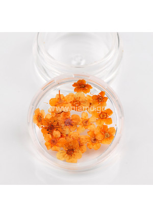 Αποξηραμένα Λουλούδια 